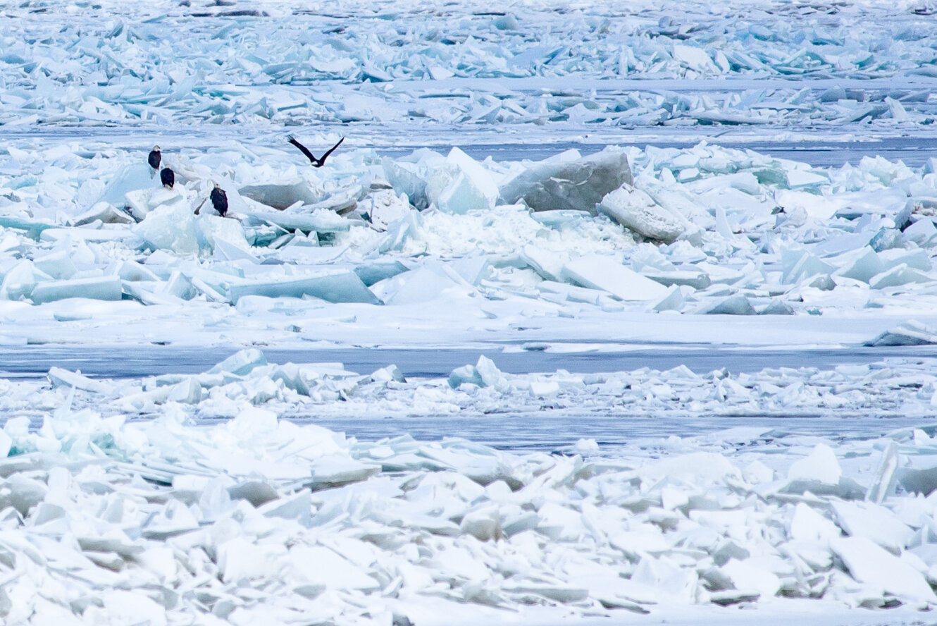 Bald Eagles on Lake Erie in winter