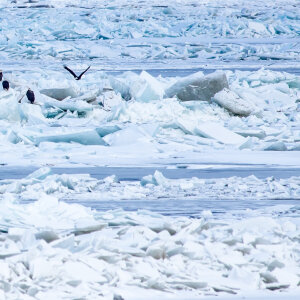 Bald Eagles on Lake Erie in winter