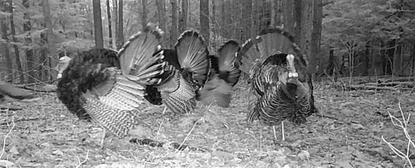 Turkey gobbles at sunrise in Chautauqua County State Forests