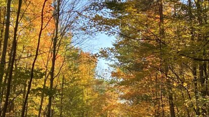 Fall Foliage Walk Chautauqua Watershed Conservancy