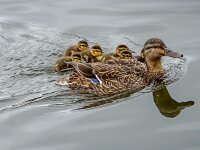 Chadakoin River Ducks seen from Riverwalk