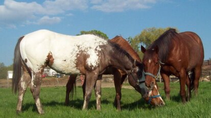 Double Dab Horses