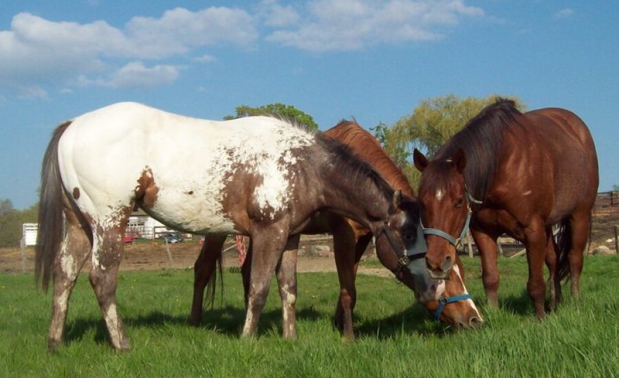 Double Dab Horses