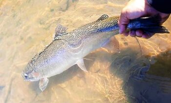 Releasing a steelhead to live another day Robert Rustowicz photo