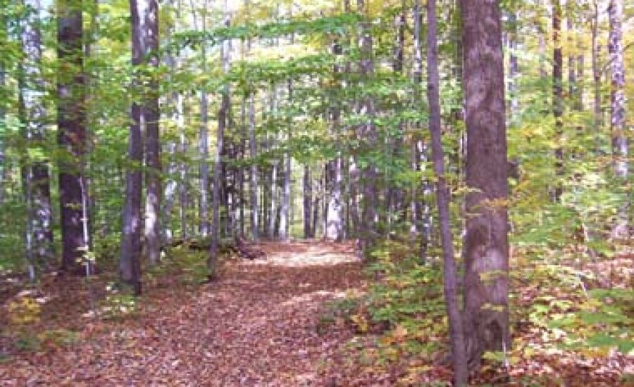 Mount Pleasant State Forest