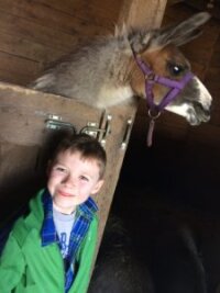 Alpacaville, Bemus Point farm tour