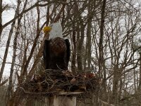 eagle sculpture