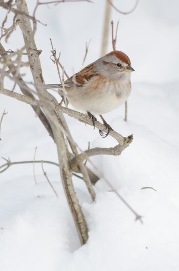 American Tree Sparrow