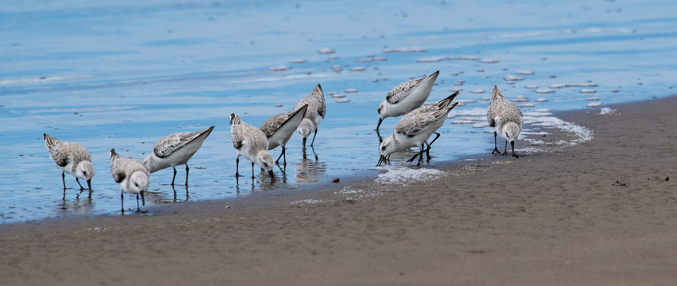 Sanderling by Twan Leenders