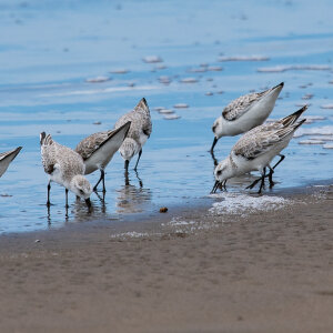 Sanderling by Twan Leenders