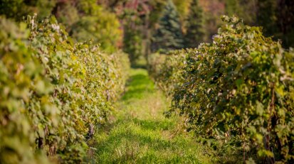 Lake Erie Wine Country Vineyards