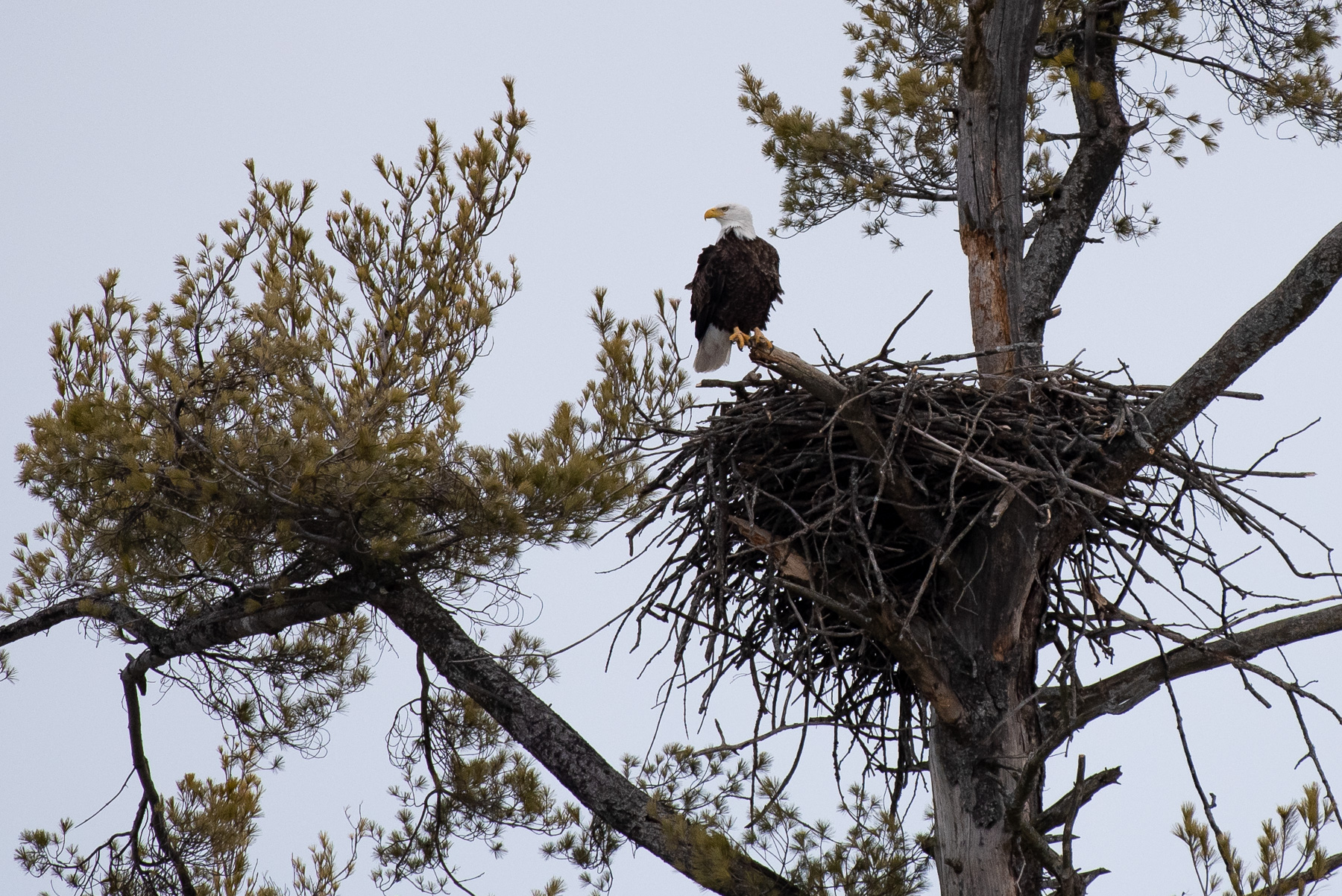 Bald Eagle by nest