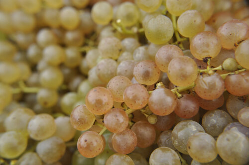 Johnson Estate Winery Traminette Grapes