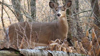 Deer Elk and Moose Little Explorers Audubon