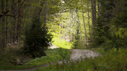 Stockton State Forest road trail curve