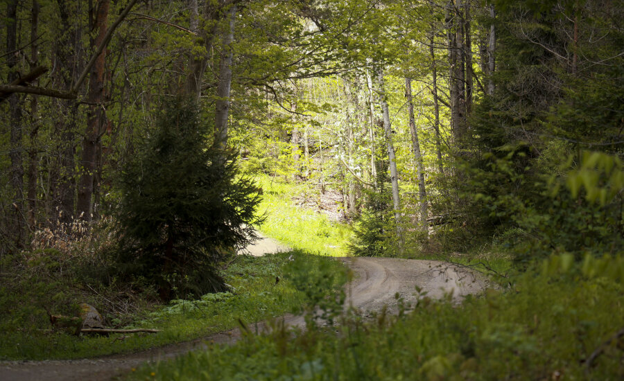 Stockton State Forest road trail curve