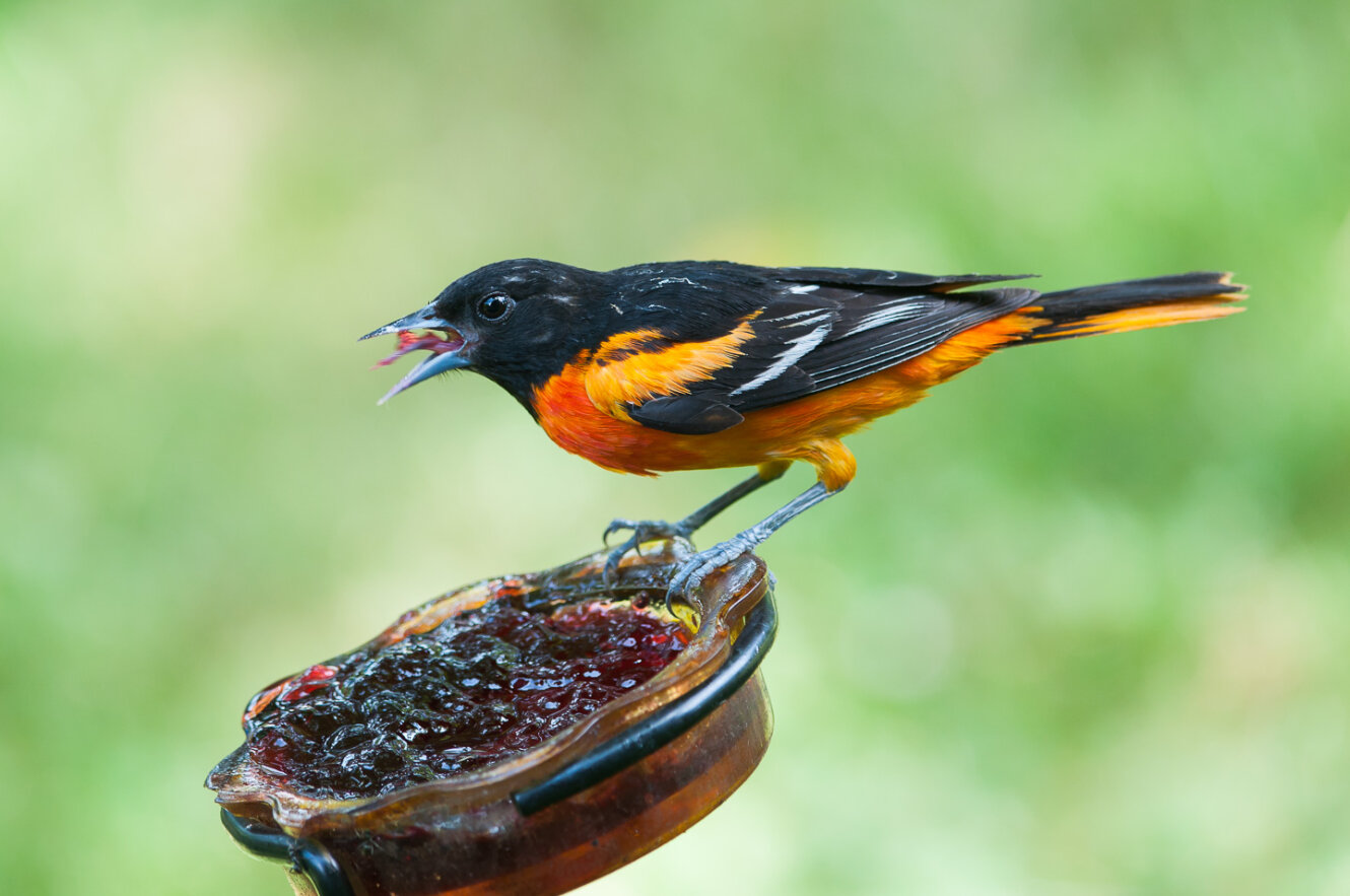 Baltimore Oriole by Twan Leenders