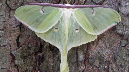 Nocturnal Animals Luna Moth Audubon Community Nature Center