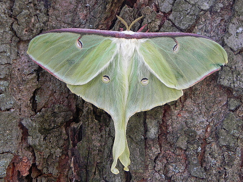 Nocturnal Animals Luna Moth Audubon Community Nature Center