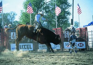 gerrybullrider