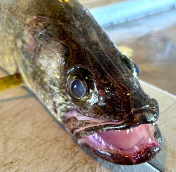 Walleye with teeth Lake Erie by Dr Peter Brookes