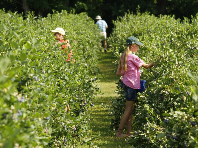 Three people picking fresh blueberries