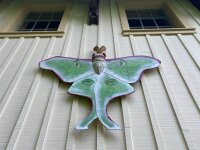 luna moth sculpture