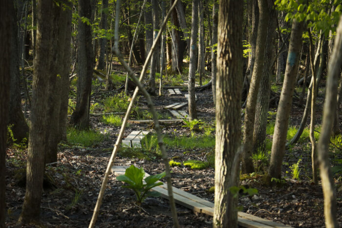 Wooden boards along the wetland trail.