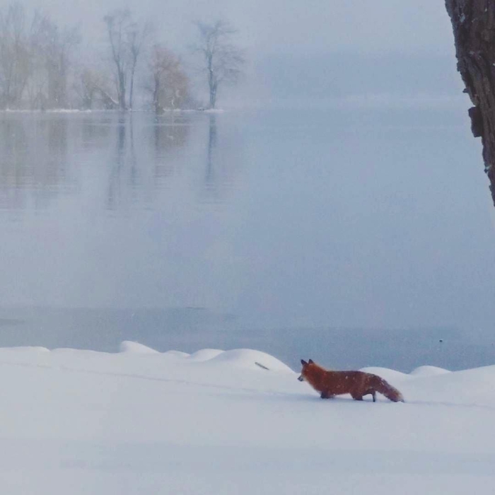 A fox on a snow bank alongside a frozen Chautauqua Lake