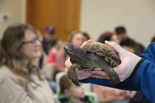 Turtle at Audubon creature feature