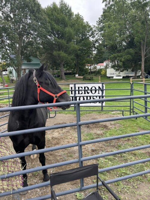 Heron Horse