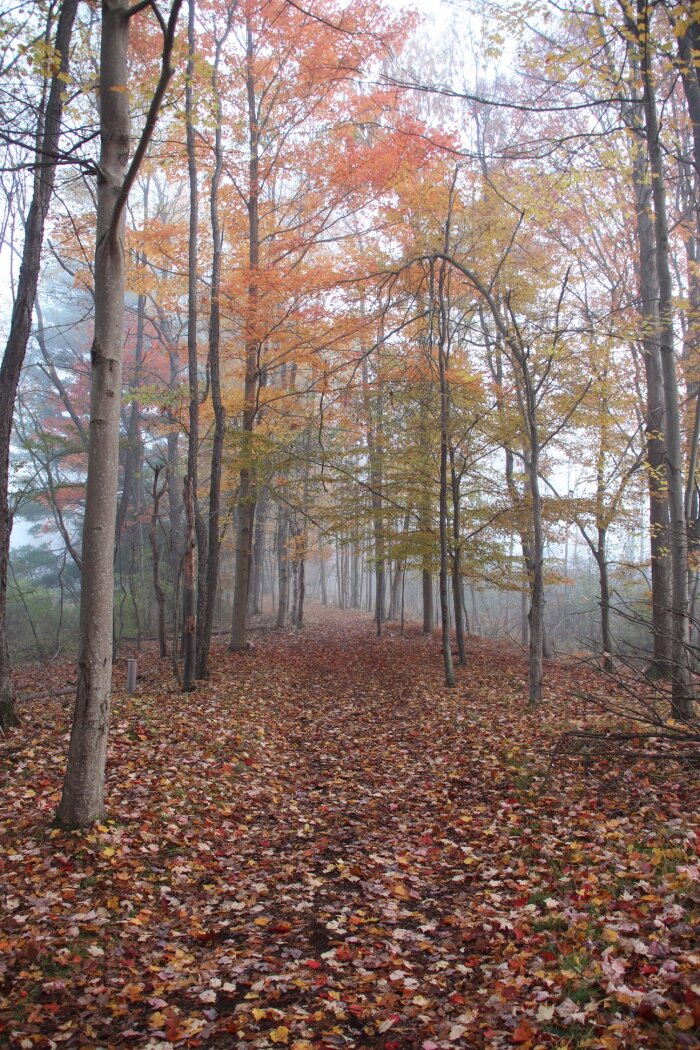 Audubon Trails