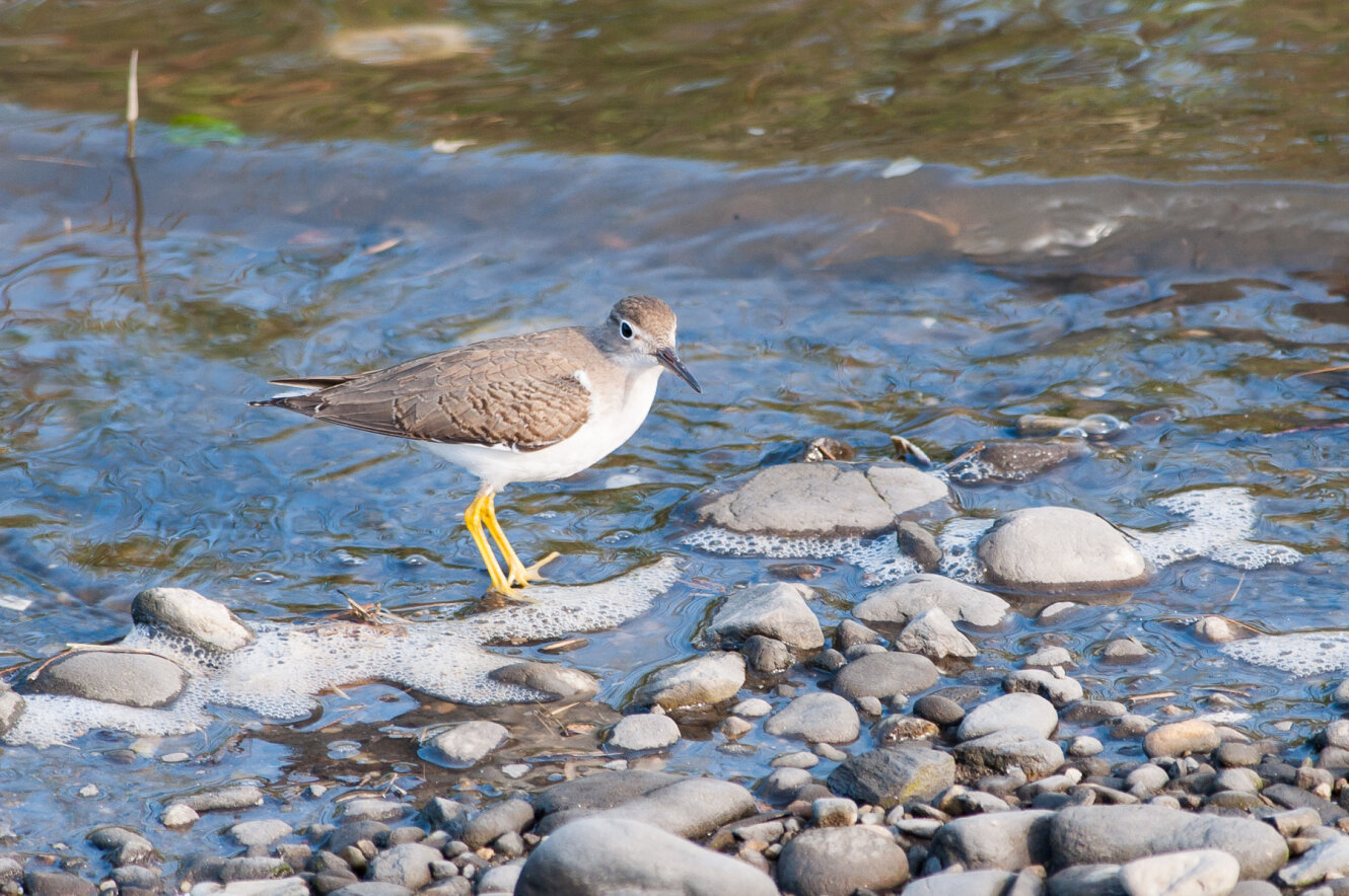 Spotted Sandpiper by Twan Leenders