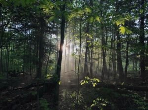 Fred J Cusimano Westside Overland Trail Chautauqua NY