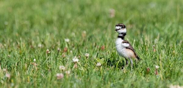 Killdeer chick by Twan Leenders