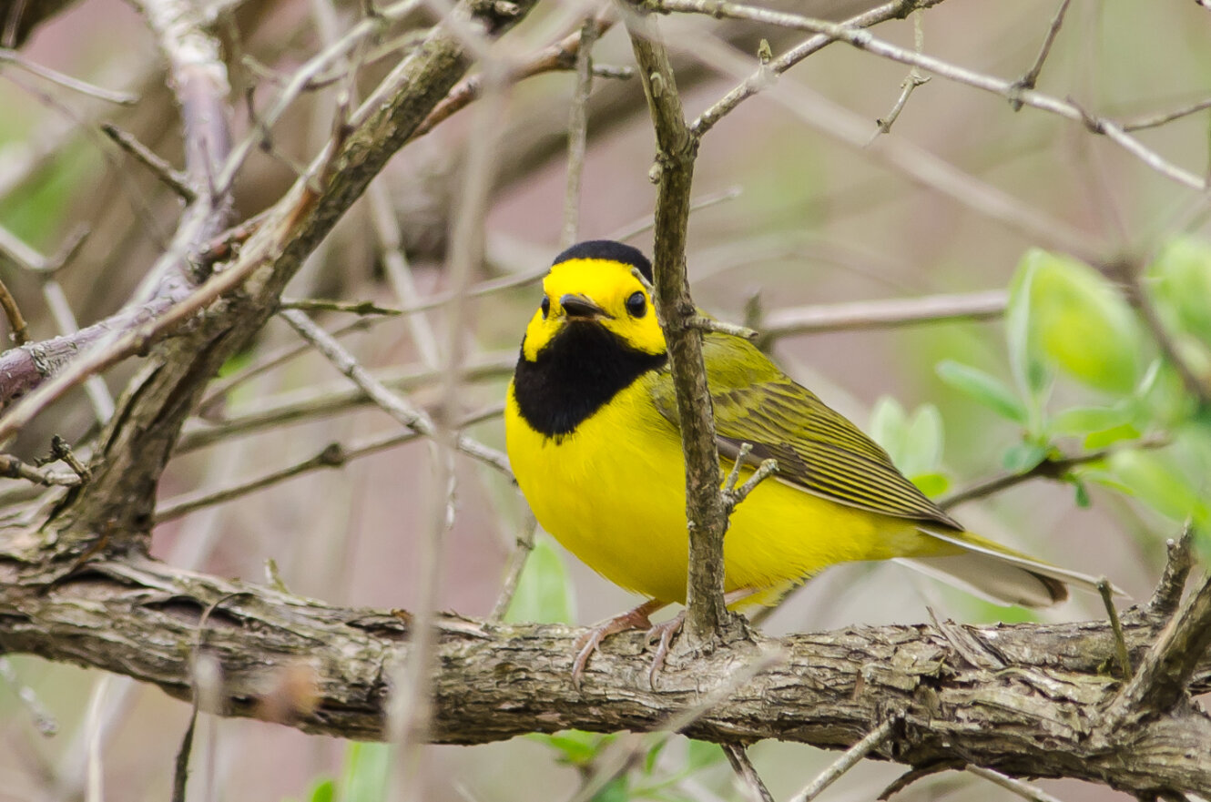 Hooded Warbler by Twan Leenders