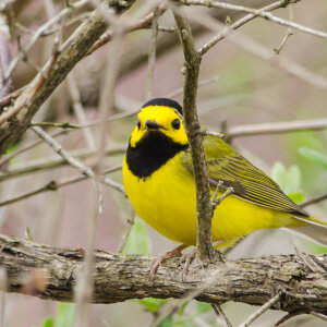 Hooded Warbler by Twan Leenders