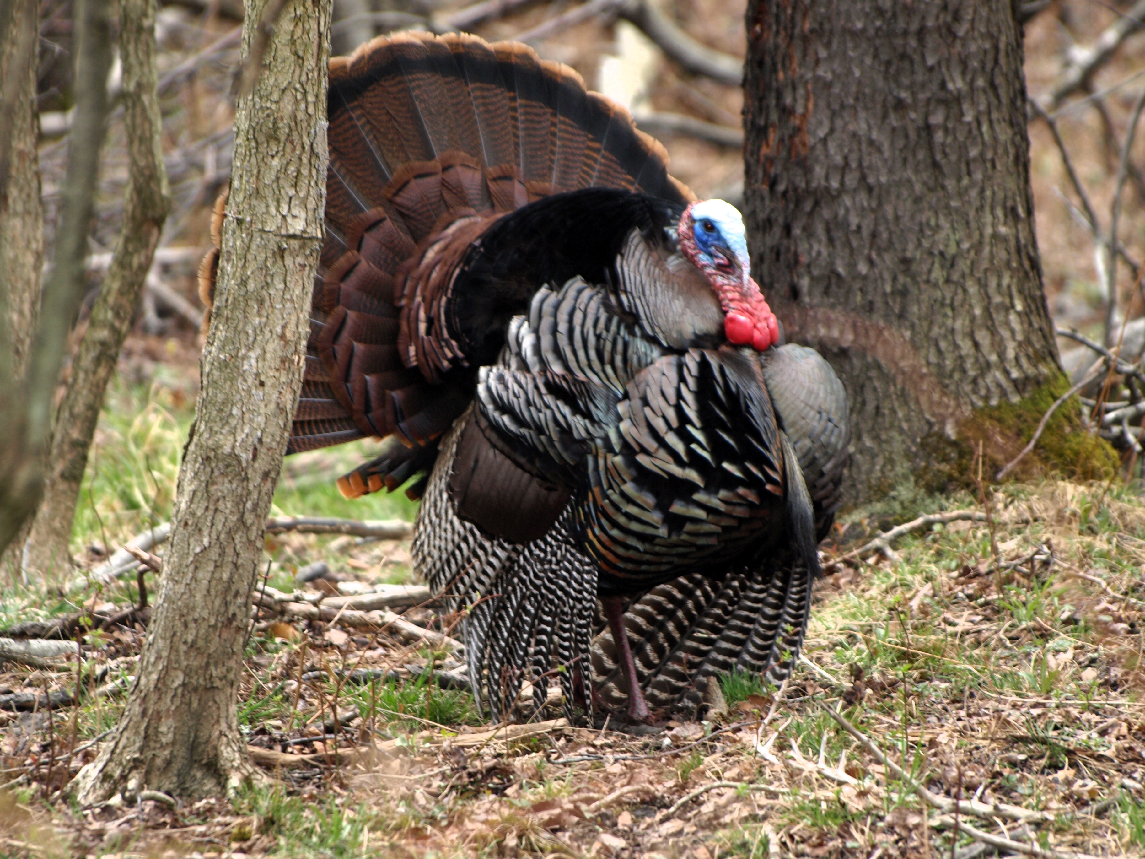 Eastern Wild Turkley, Joe Forma photo