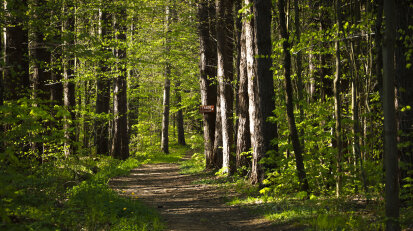 North Harmony State Forest trail