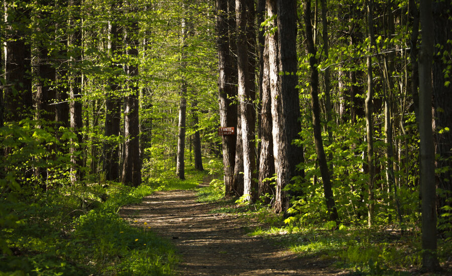 North Harmony State Forest trail