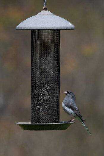 Dark-eyed Junco