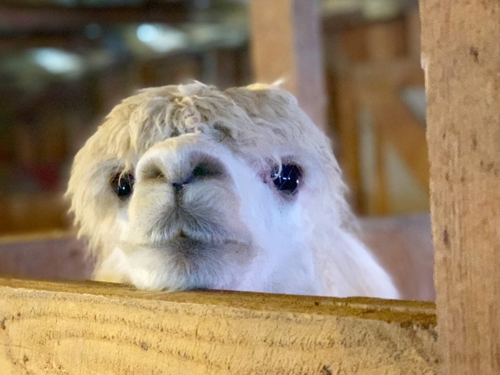 Alpacaville