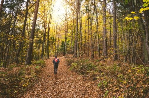 hiking on the trail