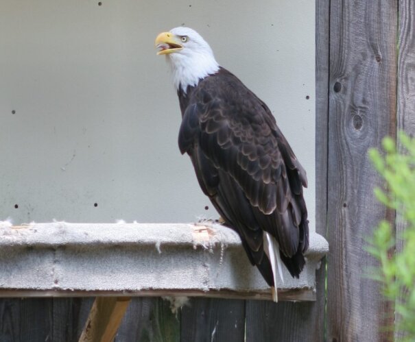 Liberty the Bald Eagle