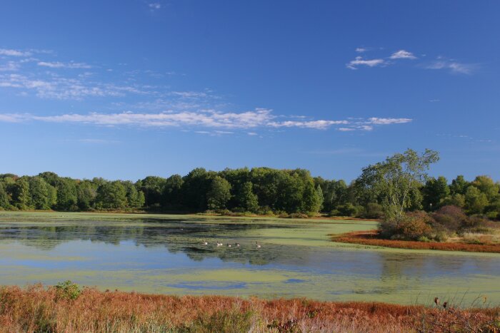 Big Pond at the Audubon Community Nature Center