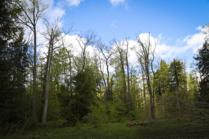 Skyline photo of the forest in Chautauqua.