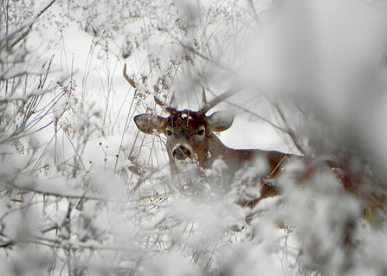 Winter Wildlife 2018 Audubon