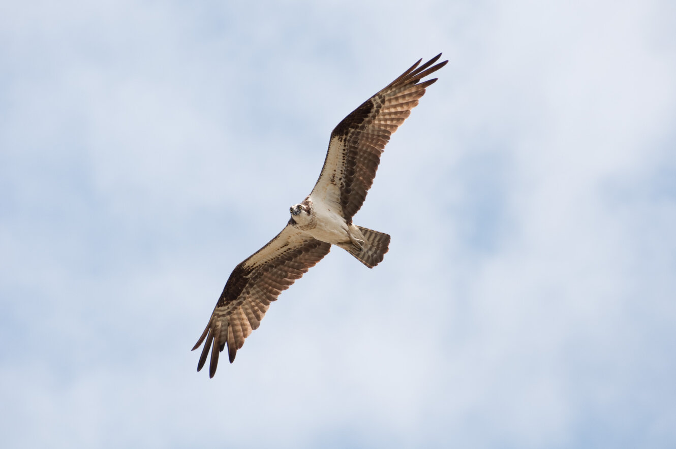 flying osprey in Chautauqua County