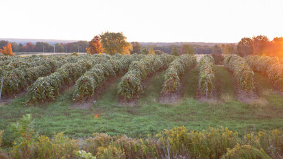 Johnson Estate Winery Fall Harvest Experience