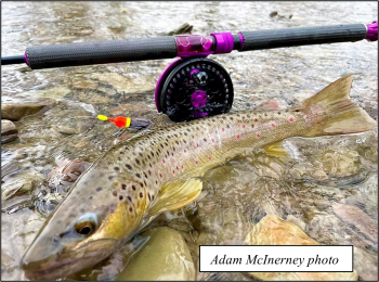 spring steelhead chautauqua county